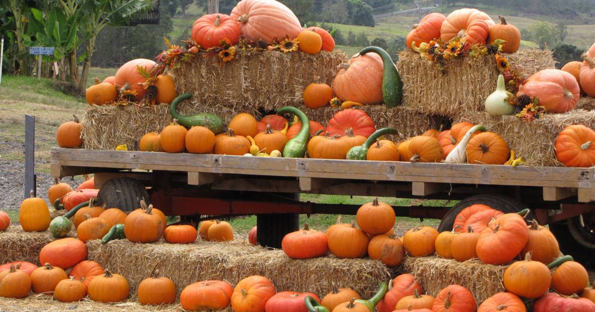 Great Pumpkin Festival in Hawaii - Best Time