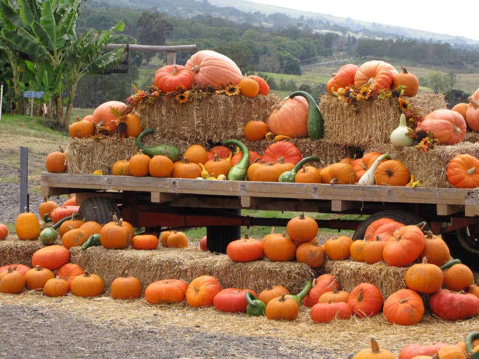 Great Pumpkin Festival in Hawaii - Best Time