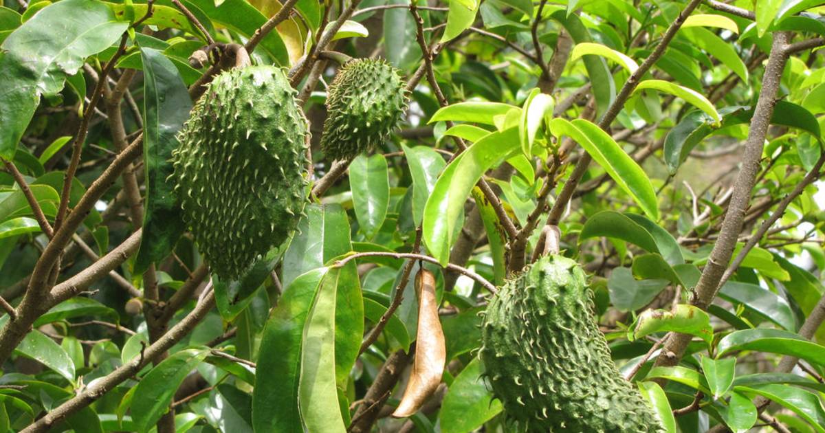 Soursop in Hawaii - Best Time