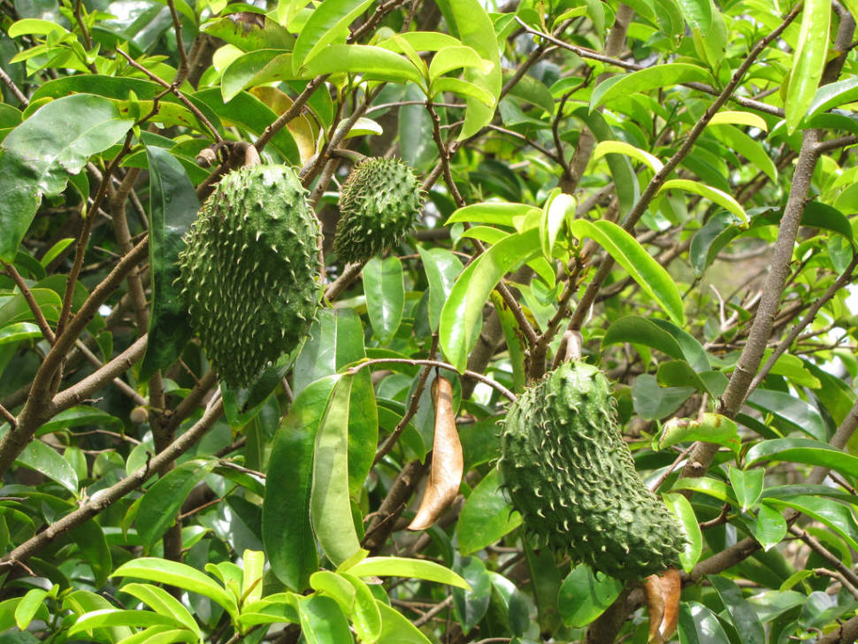 Soursop in Hawaii - Best Time