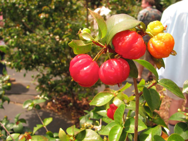 Surinam Cherry in Hawaii - Best Season