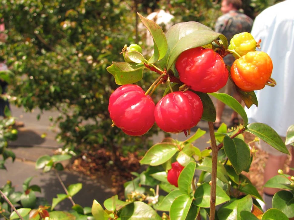 Surinam Cherry in Hawaii - Best Season