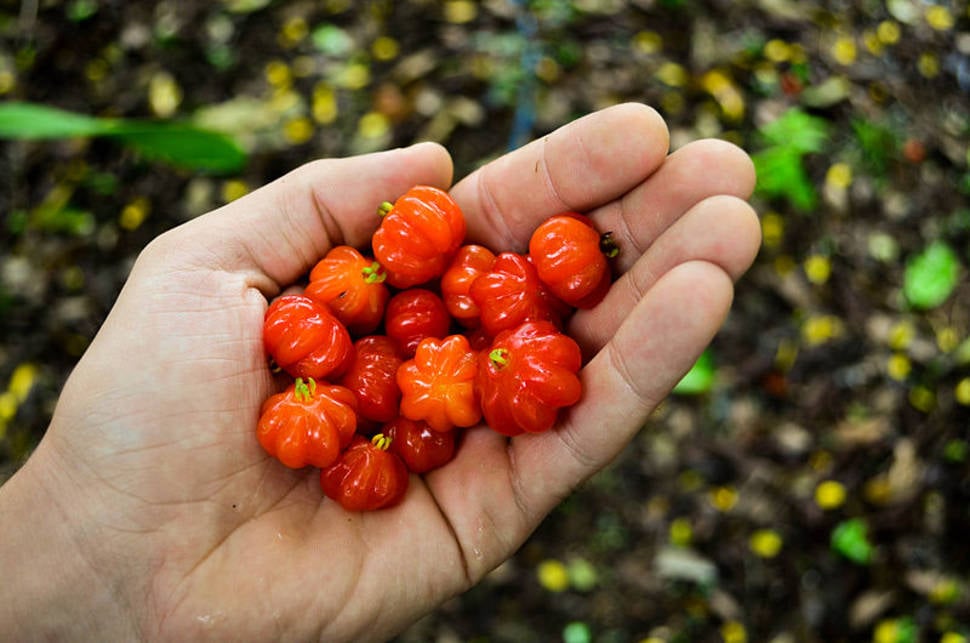 Surinam Cherry in Hawaii - Best Time