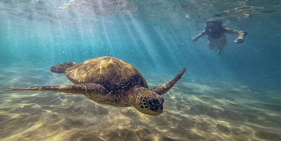 Turtle Town in Maui in Hawaii - Best Season