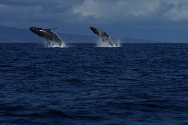 Best time for Whale Watching in Hawaii