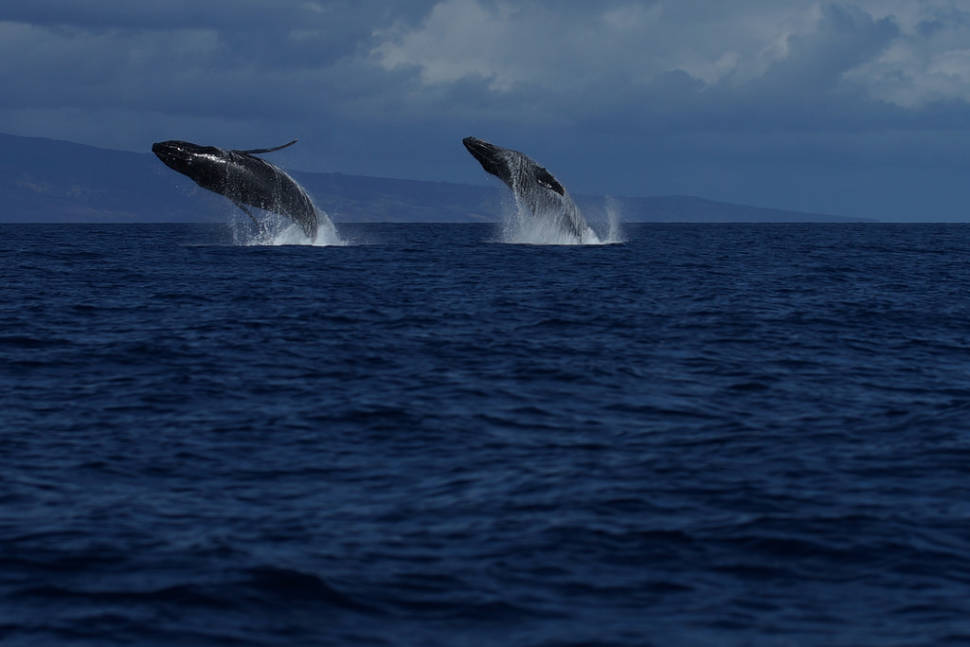 Best time for Whale Watching in Hawaii