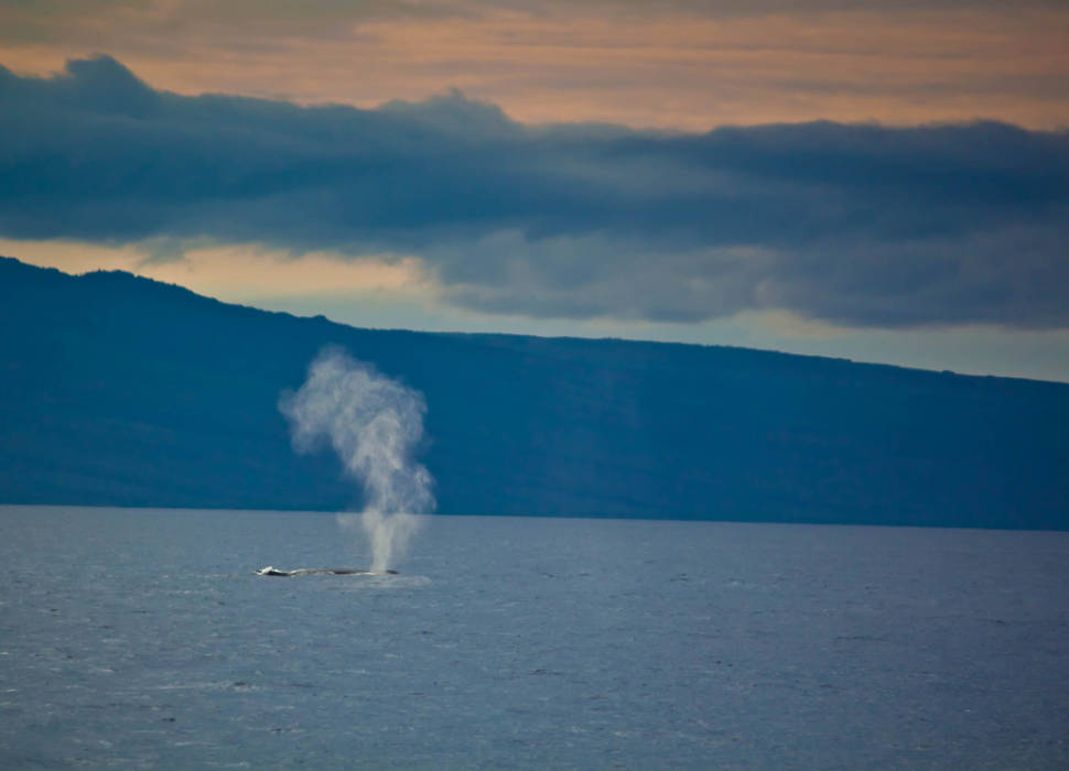Whale Watching in Hawaii - Best Season