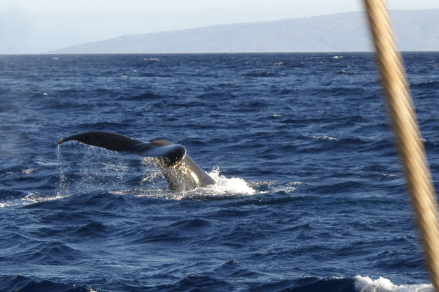 Whale Watching in Hawaii - Best Time