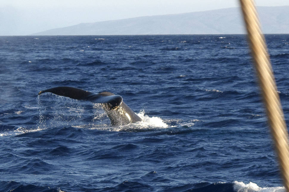Whale Watching in Hawaii - Best Time