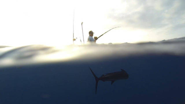 Yellowfin Tuna Fishing in Hawaii - Best Time