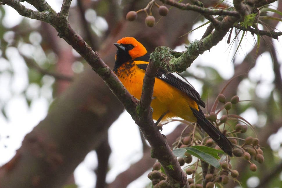Spot-breasted Oriole