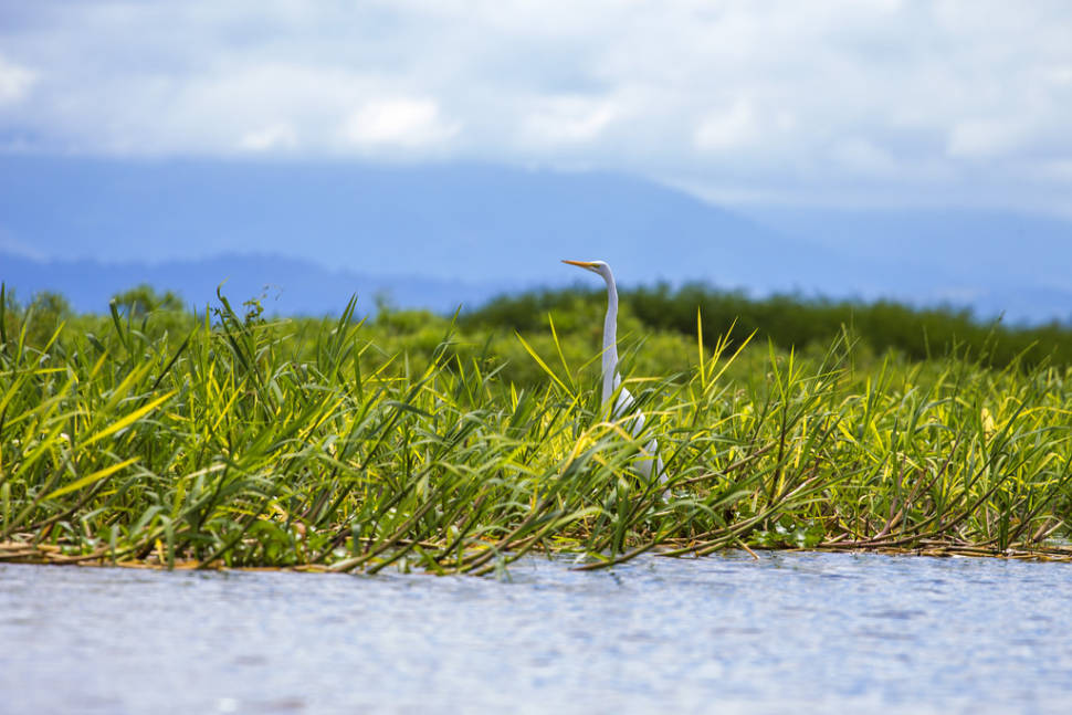 Birdwatching in Honduras - Best Time