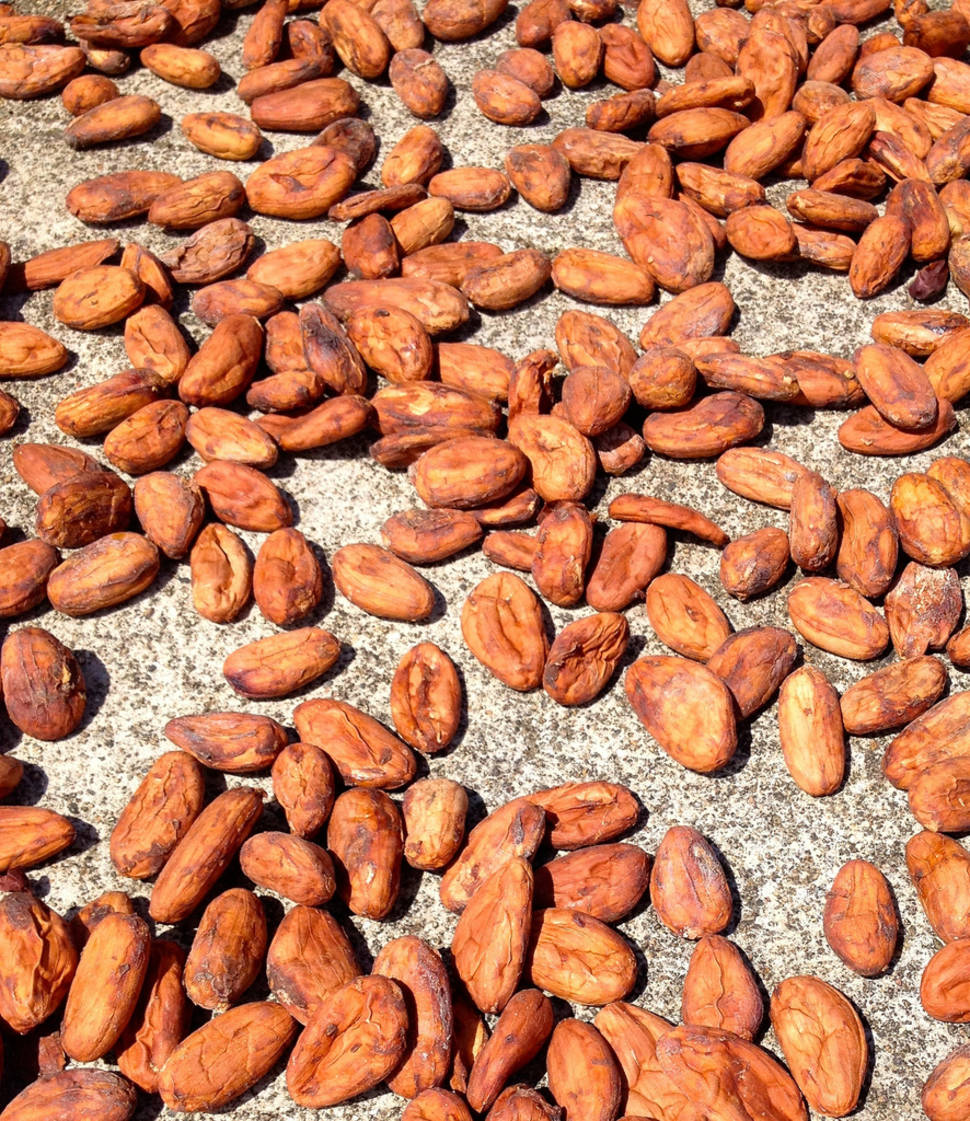 Cacao Harvest in Honduras - Best Time