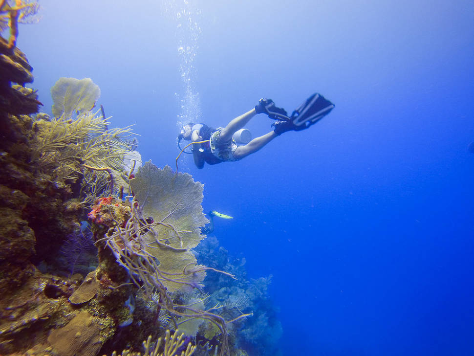 Diving in Honduras - Best Season