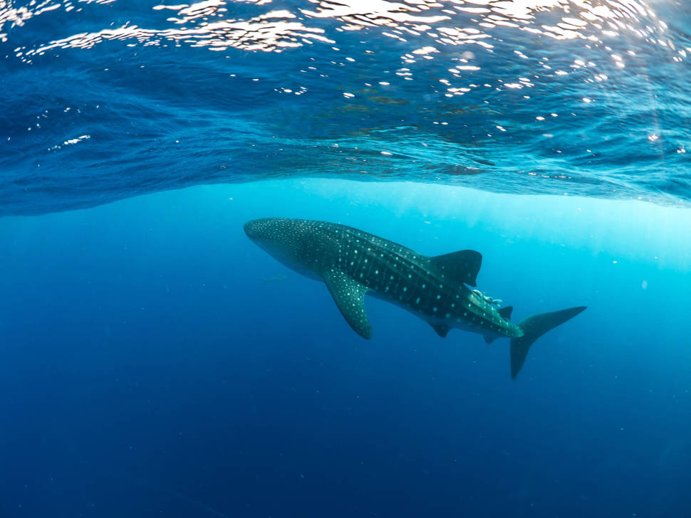 Best time for Diving in Honduras