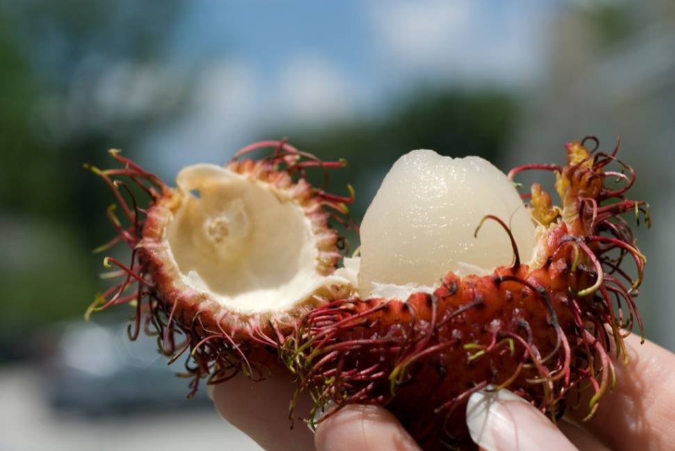 Rambutan in Honduras - Best Season