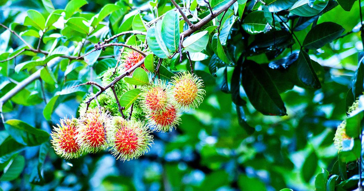 Rambutan in Honduras - Best Time