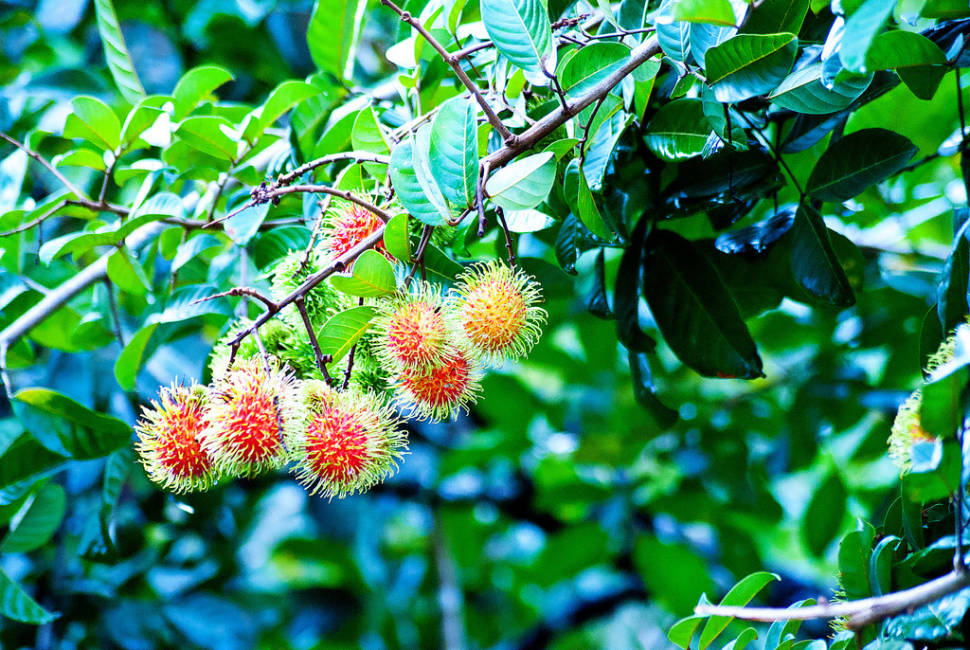 Rambutan in Honduras - Best Time
