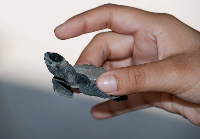 Sea Turtle Nesting and Hatching in Honduras - Best Season