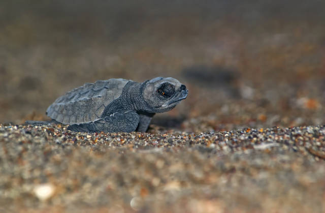Best time for Sea Turtle Nesting and Hatching in Honduras