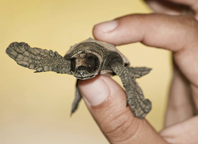 Sea Turtle Nesting and Hatching in Honduras - Best Time