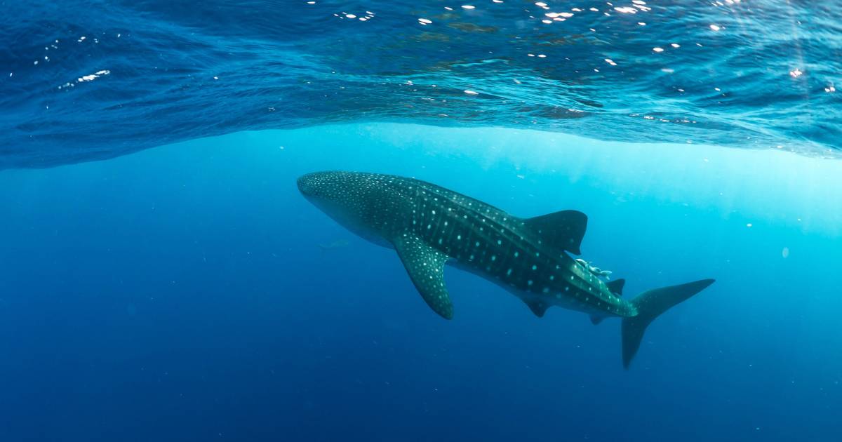 Whale Shark Season around Utila in Honduras - Best Time