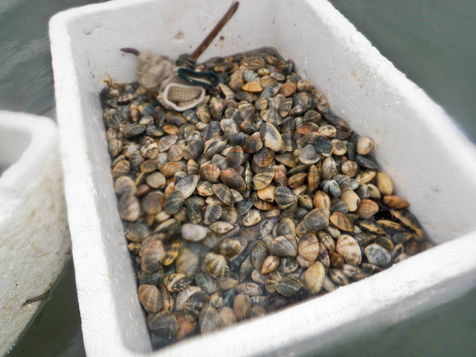 Clam Digging in Hong Kong - Best Time