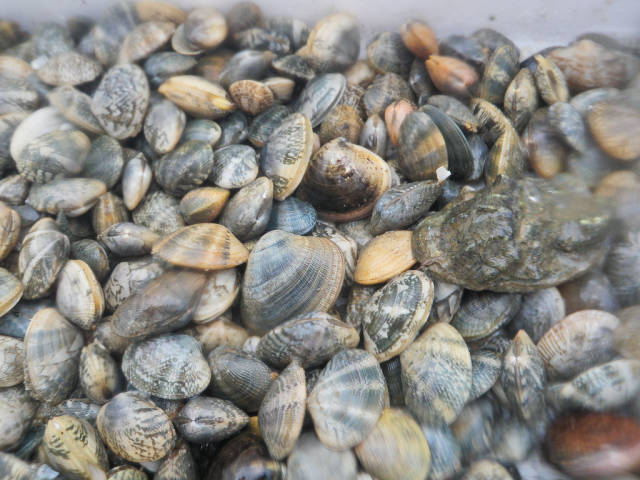 Clam Digging in Hong Kong - Best Season