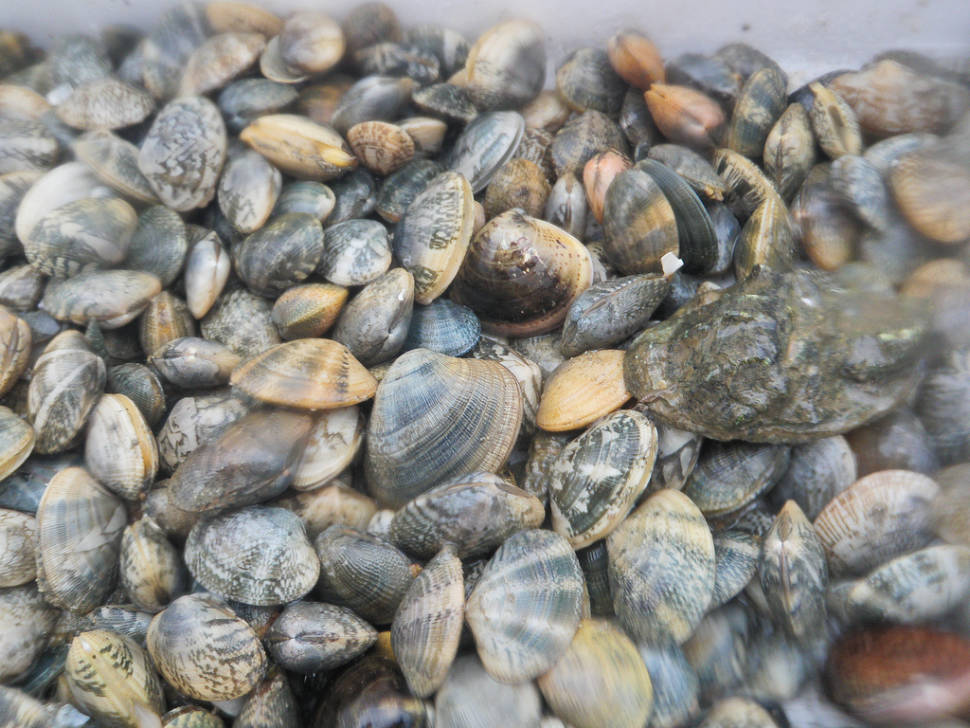 Clam Digging in Hong Kong - Best Season
