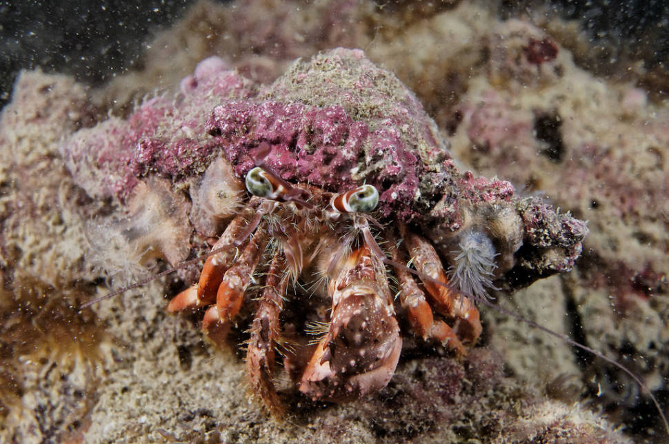 Coral Reef Scuba Diving in Hong Kong - Best Season
