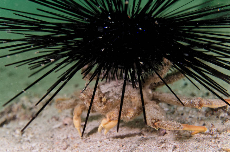Best time for Coral Reef Scuba Diving in Hong Kong