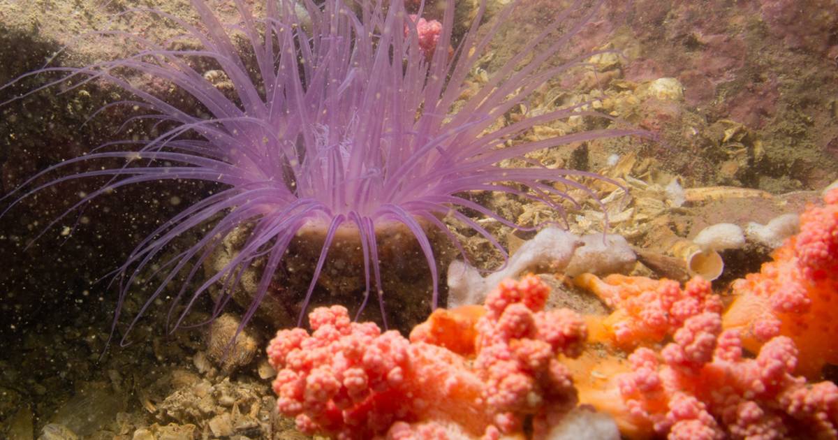 Coral Reef Scuba Diving in Hong Kong - Best Time