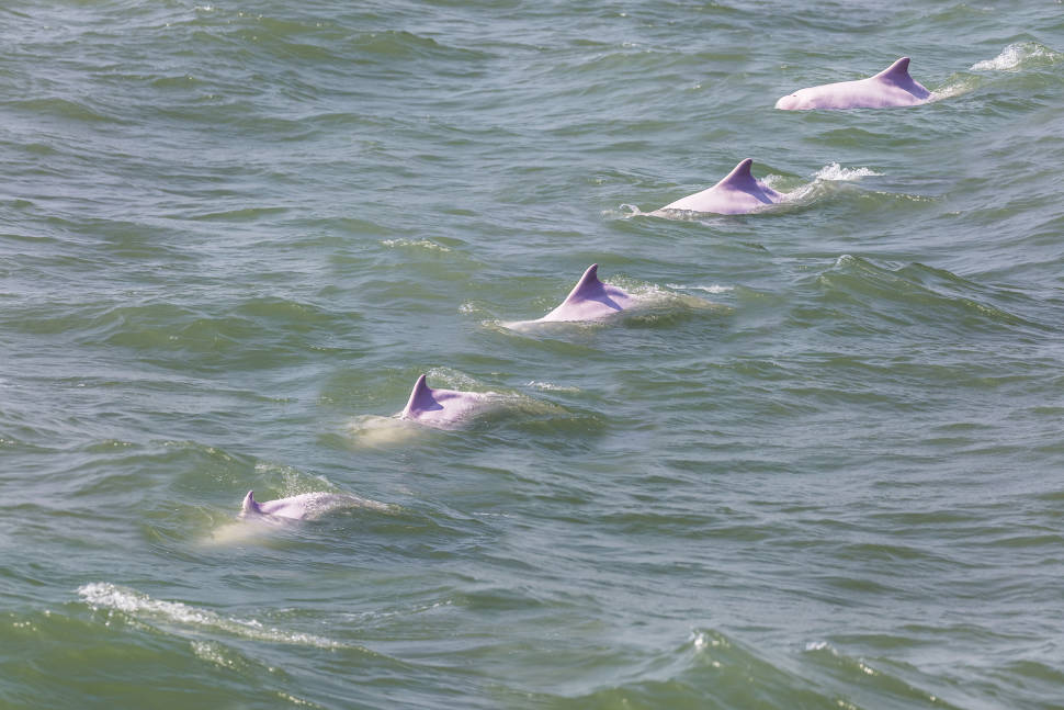 Best time for Pink Dolphin Watching in Hong Kong