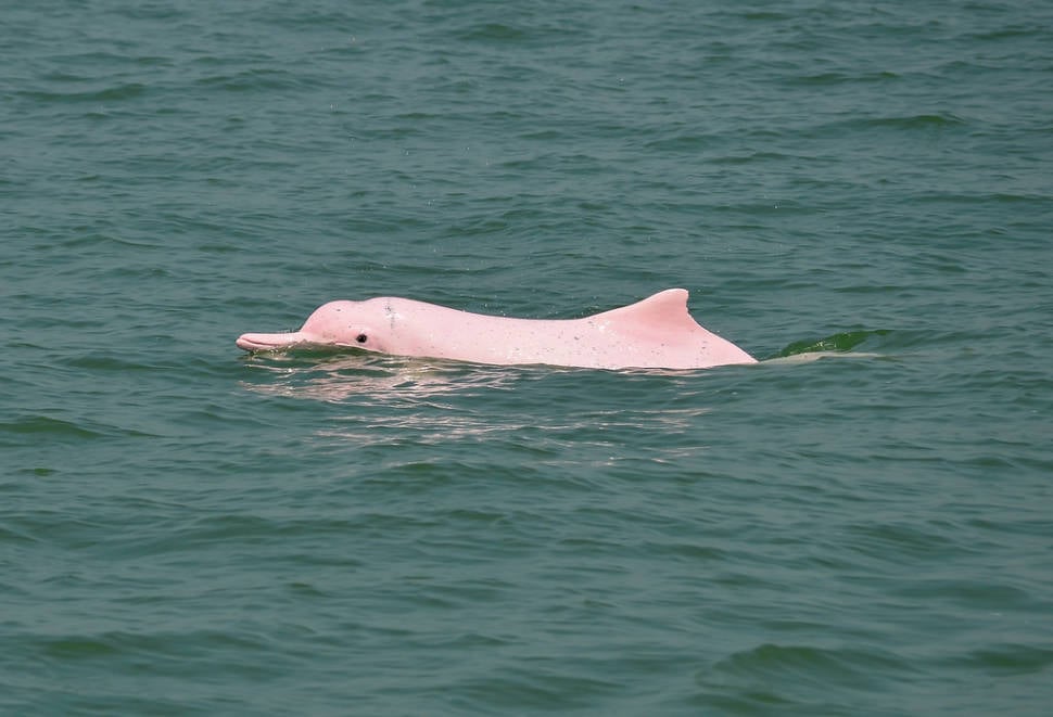 Pink Dolphin Watching in Hong Kong - Best Time