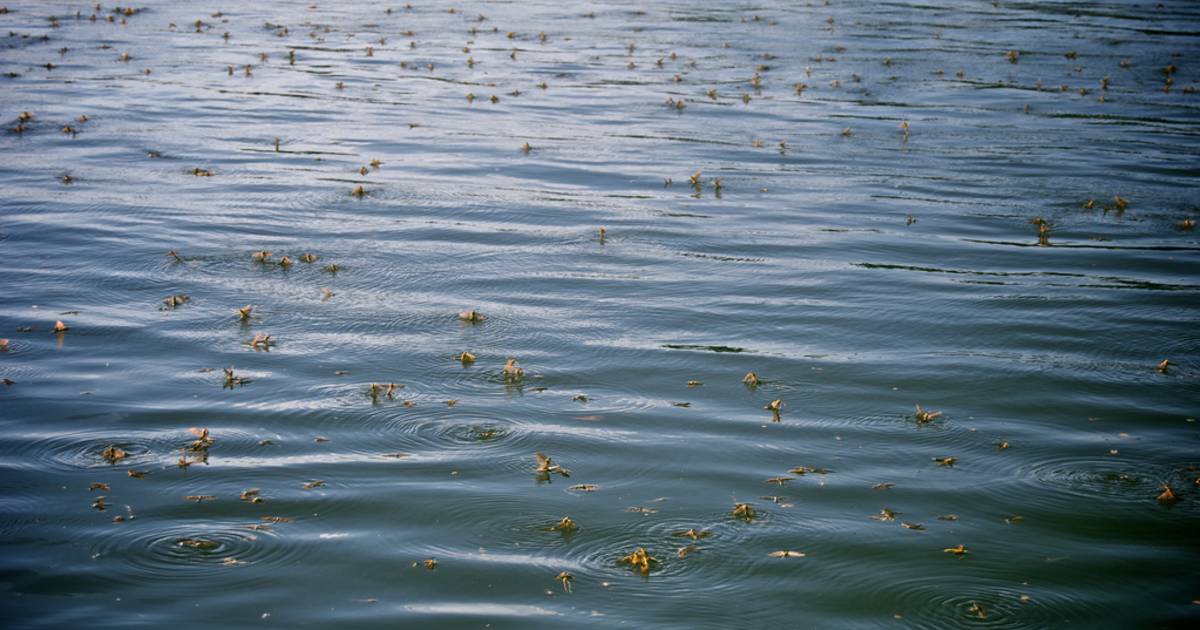 Blooming of the Tisza in Hungary - Best Time