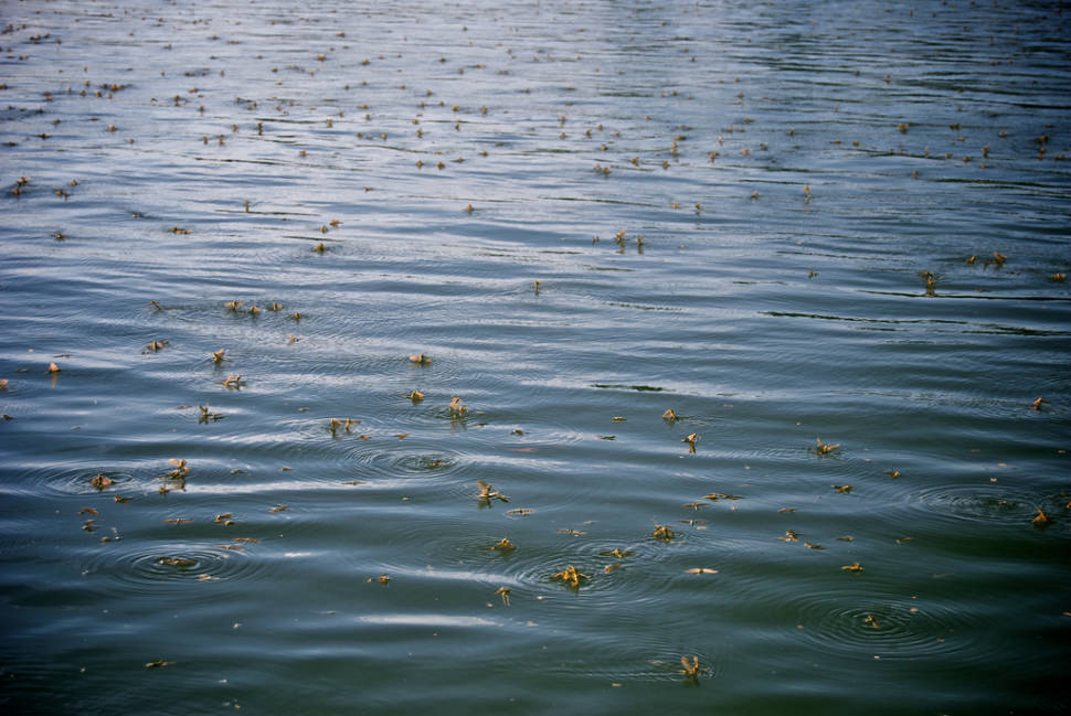 Blooming of the Tisza in Hungary - Best Time