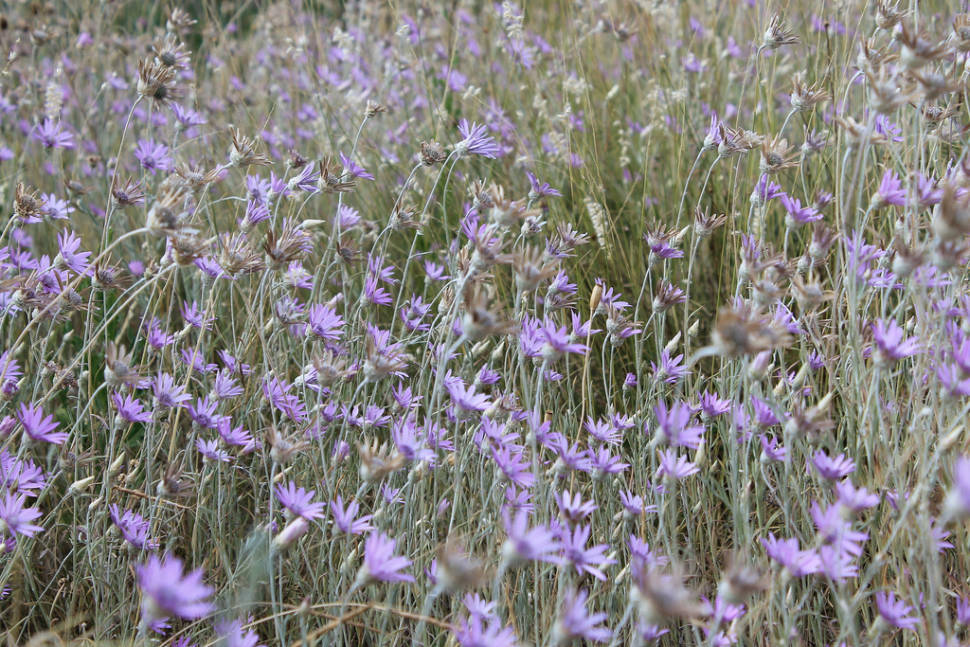 Flora of Sas-hegy in Hungary - Best Season
