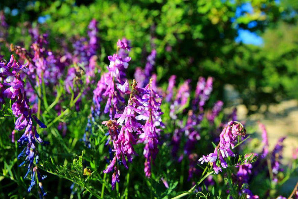 Flora of Sas-hegy in Hungary - Best Time
