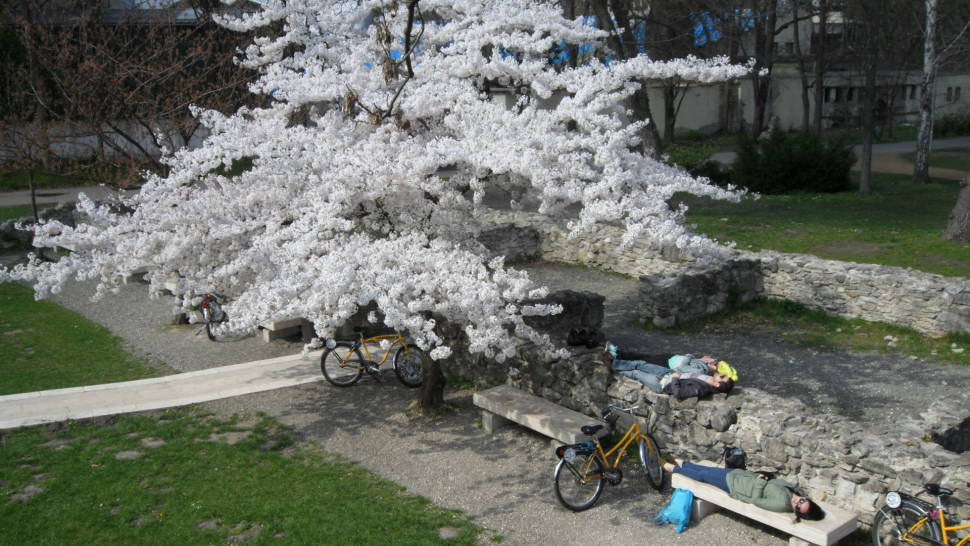Spring blossoms on the island and resting cyclists