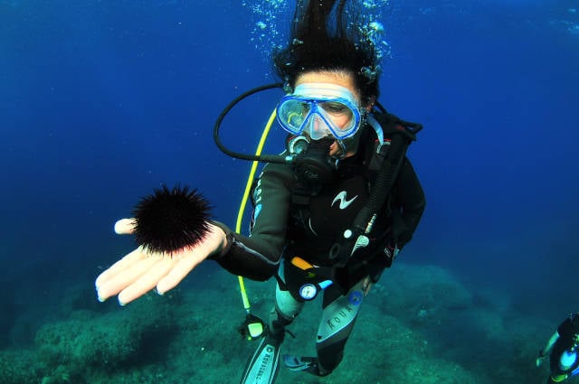 Diving in Ibiza in Ibiza - Best Time
