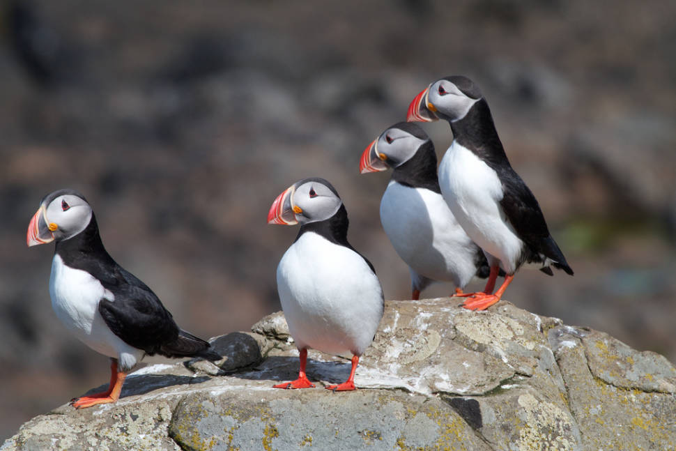 Atlantic Puffins in Iceland - Best Season