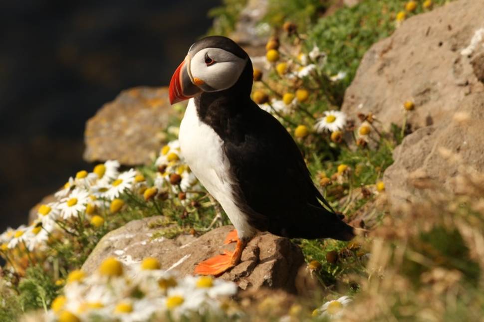Látrabjarg, westernmost point in Iceland