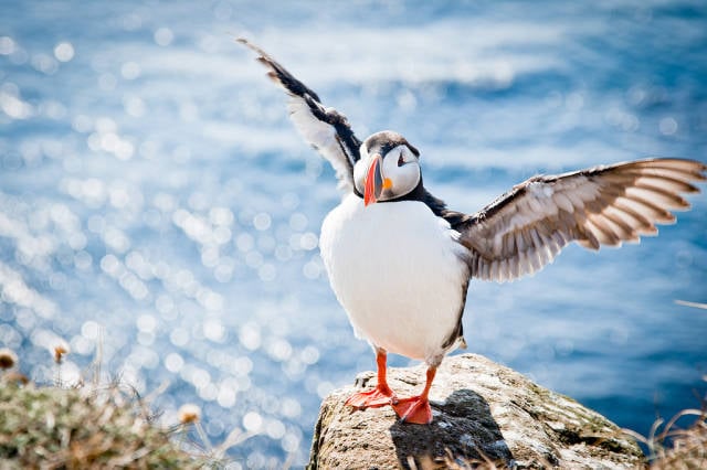 Atlantic Puffins in Iceland - Best Time