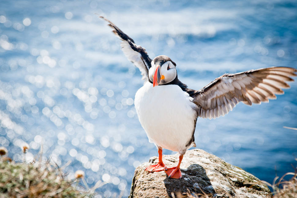 Atlantic Puffins in Iceland - Best Time