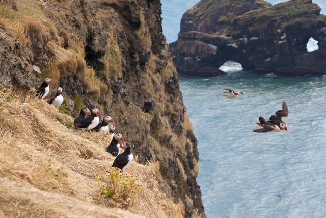 Best time for Atlantic Puffins in Iceland