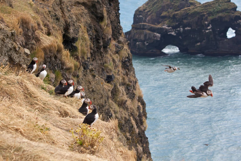 Best time for Atlantic Puffins in Iceland