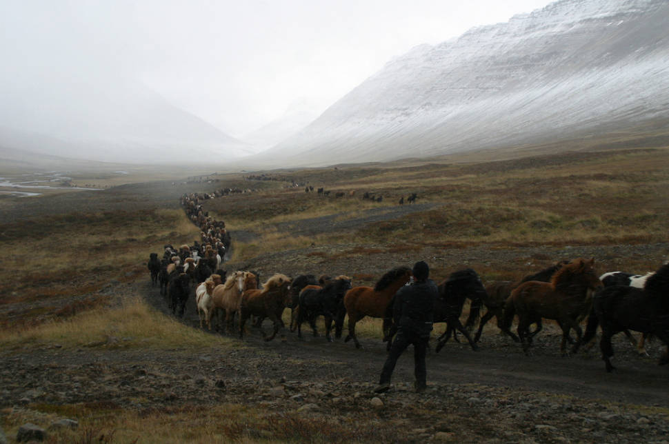 Laufskálarétt in Iceland - Best Season