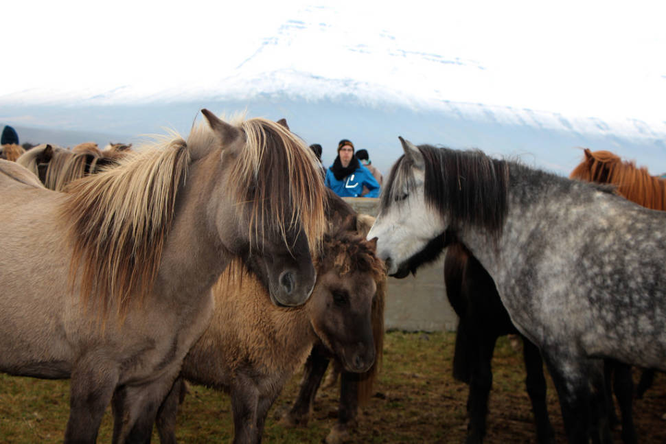 Best time for Laufskálarétt in Iceland