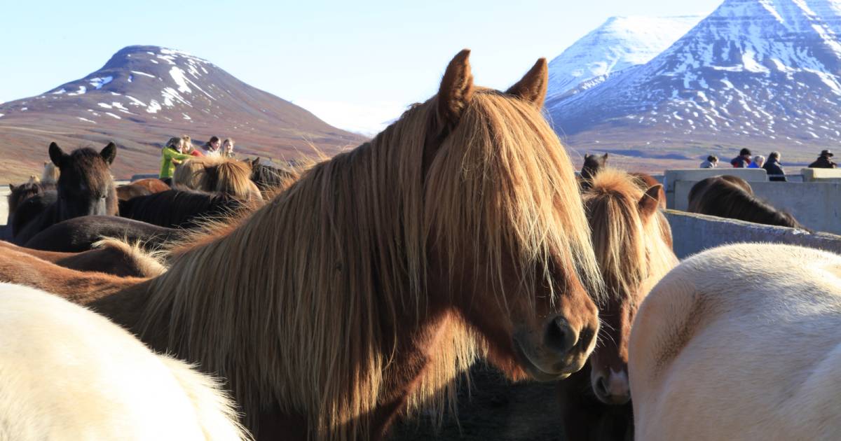 Laufskálarétt in Iceland - Best Time