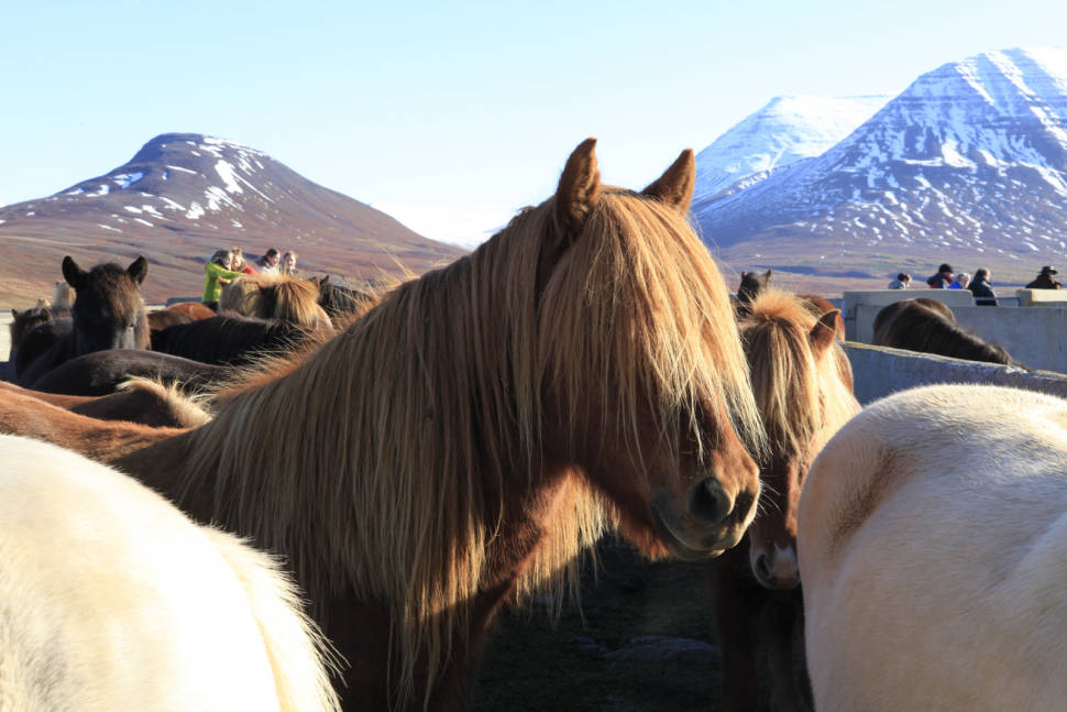 Laufskálarétt in Iceland - Best Time